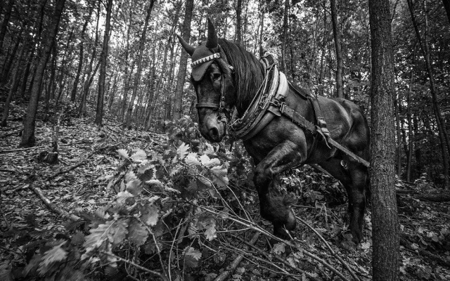 Do lesa ji přivedla láska ke koním a přírodě. Koňáků stahujících dřevo ale ubývá, říká Veronika Králová