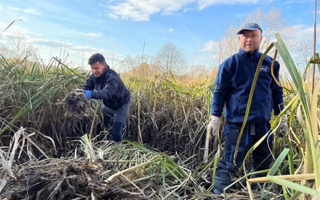 Dobrovolníci pomáhali obojživelníkům. Hosovský rybníček vyčistili od rákosí