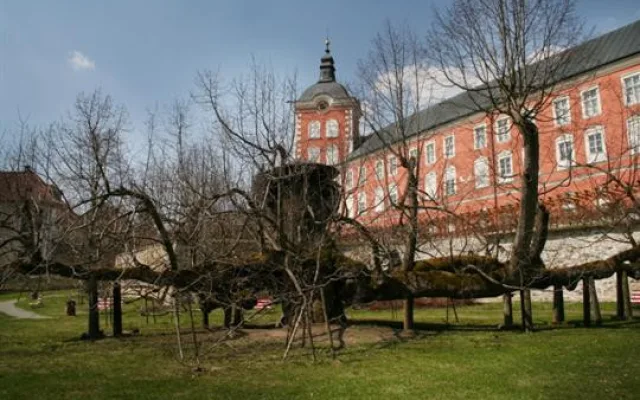 Tip na výlet: Kamenická památná lípa. Na větvích stával taneční parket, kde si prý zatančil i Žižka