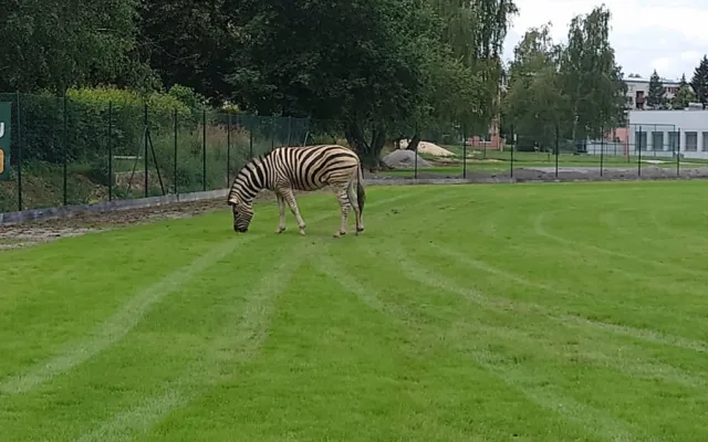 Safari v Jihlavě. Ze zoo utekly tři zebry, došly až na přivaděč