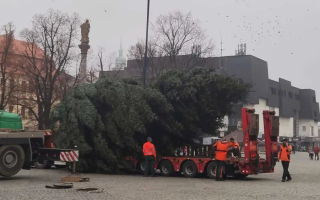 VIDEO: Jihlavský vánoční strom je už na svém místě. Ve středu začne zdobení, rozsvítí se 27. listopadu
