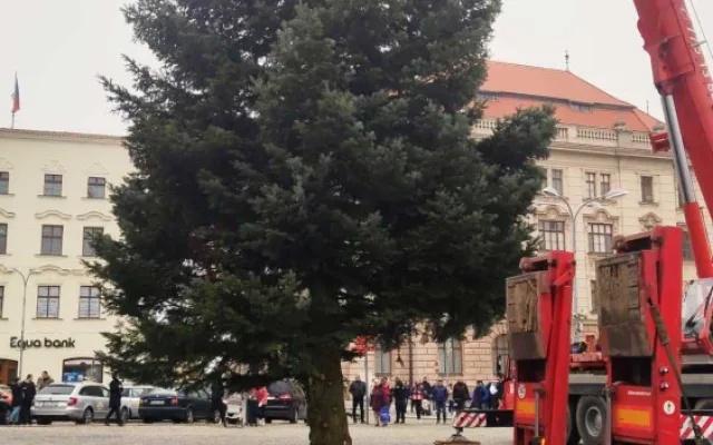 VIDEO: Jihlavský vánoční strom je už na svém místě. Ve středu začne zdobení, rozsvítí se 27. listopadu