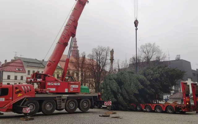 VIDEO: Jihlavský vánoční strom je už na svém místě. Ve středu začne zdobení, rozsvítí se 27. listopadu