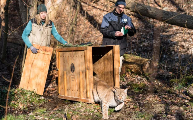 Samec ze Zoo Jihlava