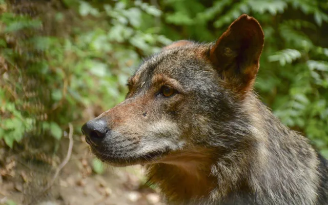 Jihlavská zoo má nového vlka. Teď ho čeká seznamování se starší partnerkou z Barcelony
