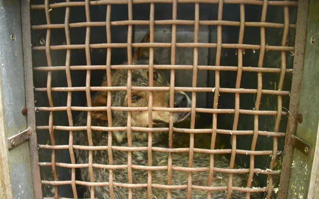 Jihlavská zoo má nového vlka. Teď ho čeká seznamování se starší partnerkou z Barcelony