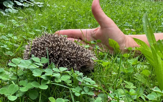 Ježkům se u nás na zahradě líbí a nám se líbí jejich společnost