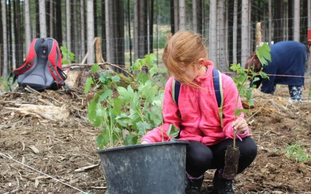 VIDEO: Den za obnovu lesa u Třeště zaujal stovky lidí. Viděly, jak pracuje harvestor i pětiletý tažný kůň