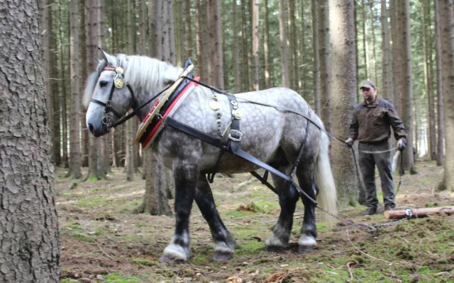 VIDEO: Den za obnovu lesa u Třeště zaujal stovky lidí. Viděly, jak pracuje harvestor i pětiletý tažný kůň