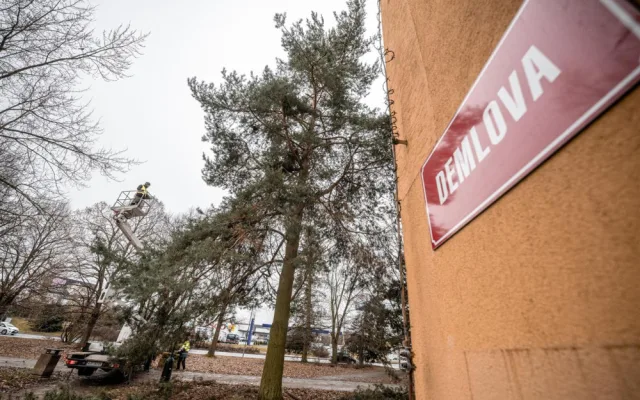 FOTO: Dozvuky sněhové kalamity. V Jihlavě je nutné ošetřit poškozené stromy, některé z nich musí k zemi