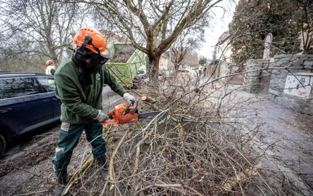 FOTO: Dozvuky sněhové kalamity. V Jihlavě je nutné ošetřit poškozené stromy, některé z nich musí k zemi