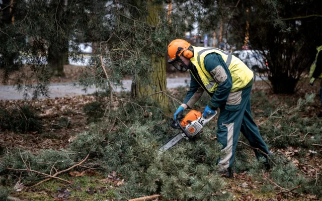 FOTO: Dozvuky sněhové kalamity. V Jihlavě je nutné ošetřit poškozené stromy, některé z nich musí k zemi