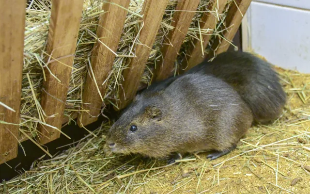 Novoroční dávka roztomilosti. Prvními letošními mláďaty v jihlavské zoo jsou tři morčata urugayská