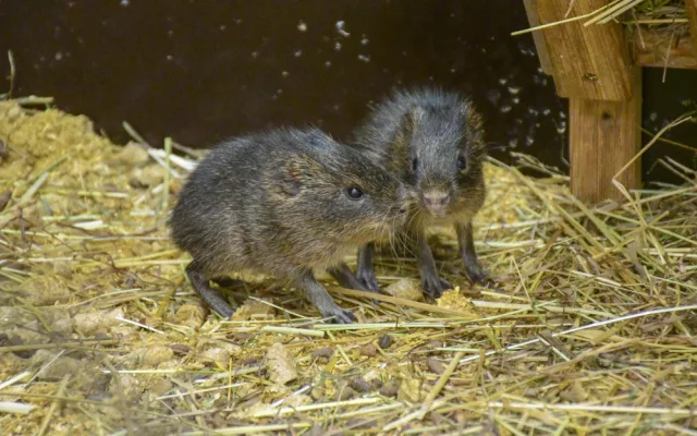 Novoroční dávka roztomilosti. Prvními letošními mláďaty v jihlavské zoo jsou tři morčata urugayská