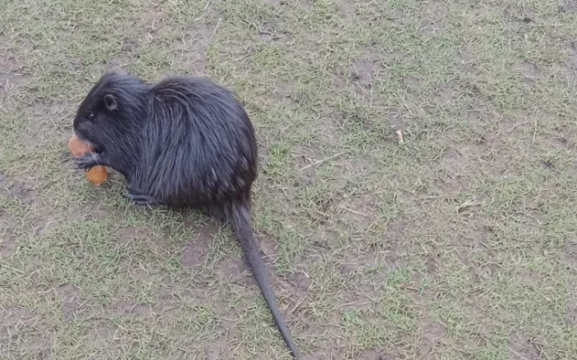 Nutrie požírá vyhozené uzeniny