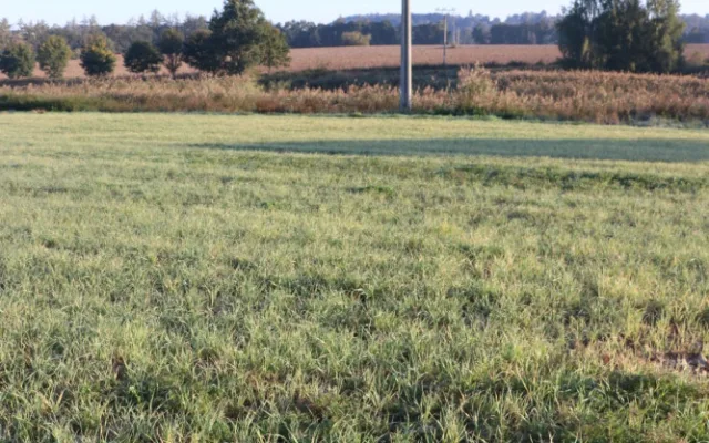 Linka 22 kV vedoucí přes kaskádu rybníků je každoročně příčinou úhynu labutí