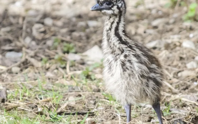 Jihlavská zoologická zahrada se chlubí novými mláďaty, jsou to dvoje čtyřčata z Austrálie