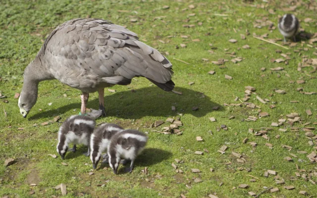 Jihlavská zoologická zahrada se chlubí novými mláďaty, jsou to dvoje čtyřčata z Austrálie