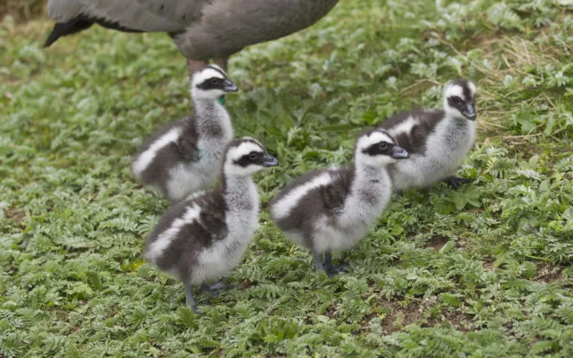 Jihlavská zoologická zahrada se chlubí novými mláďaty, jsou to dvoje čtyřčata z Austrálie