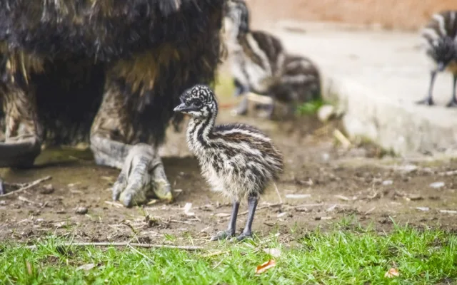 Jihlavská zoologická zahrada se chlubí novými mláďaty, jsou to dvoje čtyřčata z Austrálie