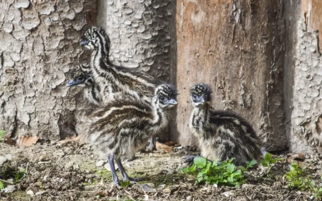 Jihlavská zoologická zahrada se chlubí novými mláďaty, jsou to dvoje čtyřčata z Austrálie