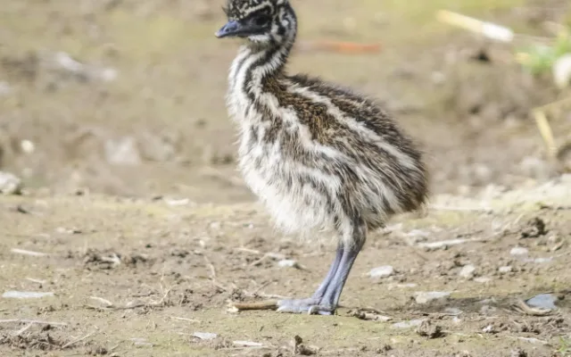 Jihlavská zoologická zahrada se chlubí novými mláďaty, jsou to dvoje čtyřčata z Austrálie
