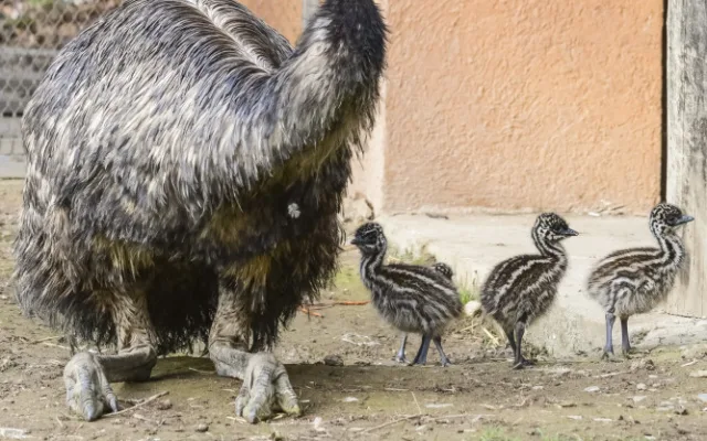 Jihlavská zoologická zahrada se chlubí novými mláďaty, jsou to dvoje čtyřčata z Austrálie