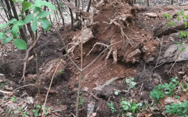 FOTO: Strojvedoucí nezvládl zabrzdit. Vlak s patnácti cestujícími na Žďársku narazil do stromu