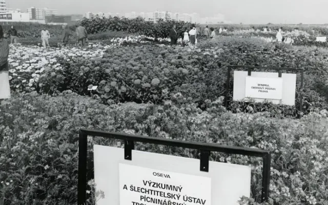 Pokusná políčka v roce 1985
