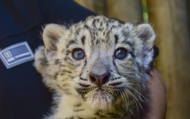 FOTO: Prázdninová radost. V Zoo Jihlava se narodila dvojčata irbisů, samečci jsou zatím ve vnitřní ubikaci