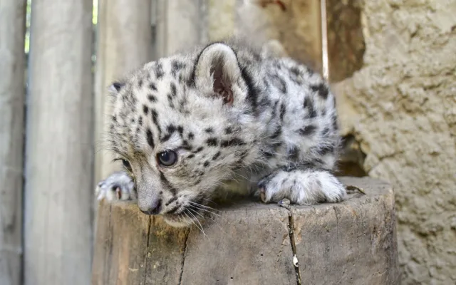 FOTO: Prázdninová radost. V Zoo Jihlava se narodila dvojčata irbisů, samečci jsou zatím ve vnitřní ubikaci