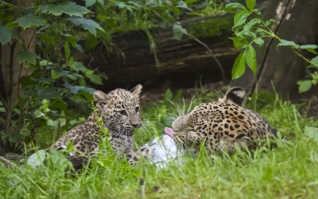 VIDEO: Poprvé ve výběhu. Čtyřměsíční samička lehvarta v jihlavské zoo si užívá léto
