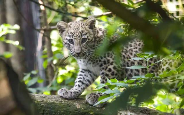 VIDEO: Poprvé ve výběhu. Čtyřměsíční samička lehvarta v jihlavské zoo si užívá léto