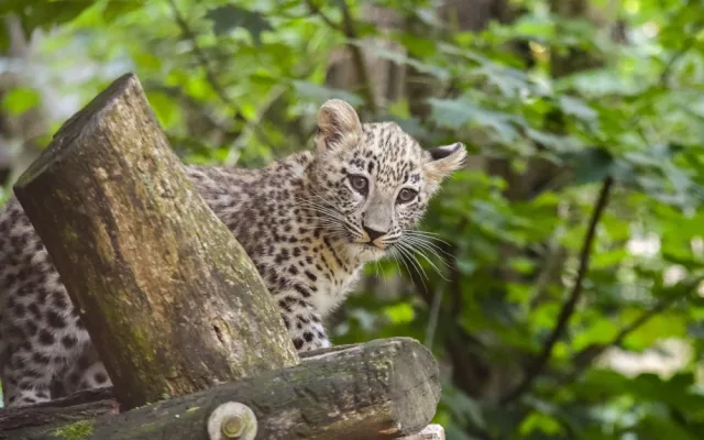 VIDEO: Poprvé ve výběhu. Čtyřměsíční samička lehvarta v jihlavské zoo si užívá léto