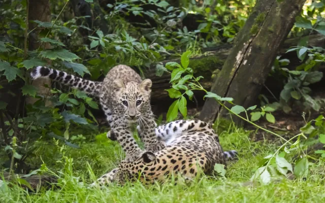 VIDEO: Poprvé ve výběhu. Čtyřměsíční samička lehvarta v jihlavské zoo si užívá léto