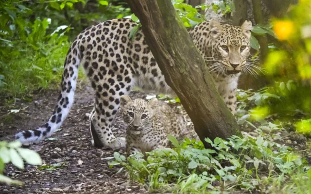 VIDEO: Poprvé ve výběhu. Čtyřměsíční samička lehvarta v jihlavské zoo si užívá léto