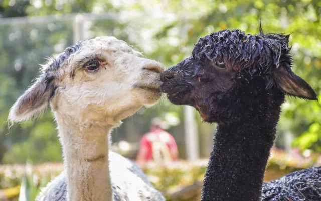 VIDEO: Chvilkové ochlazení pod sprchou. Podívejte se, jak alpaky v Zoo Jihlava zvládají horko