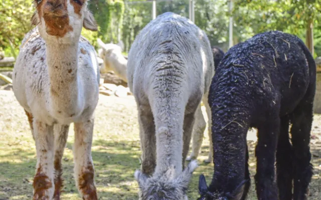 VIDEO: Chvilkové ochlazení pod sprchou. Podívejte se, jak alpaky v Zoo Jihlava zvládají horko