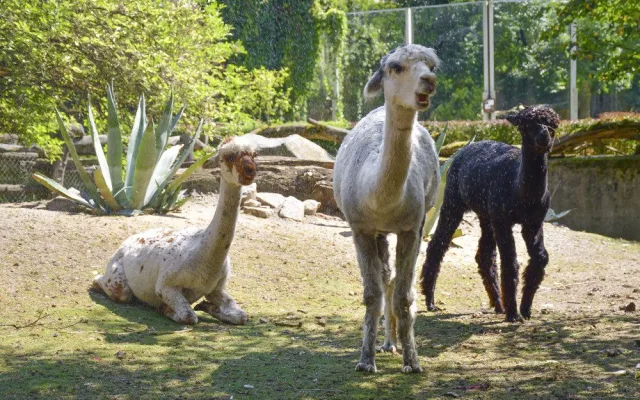 VIDEO: Chvilkové ochlazení pod sprchou. Podívejte se, jak alpaky v Zoo Jihlava zvládají horko