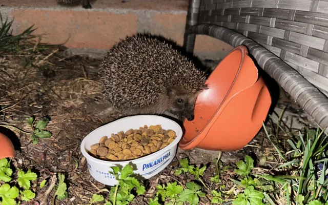 Ježkům zbývá několik posledních dní, aby se dostatečně vykrmili předtím, než upadnou do zimního spánku