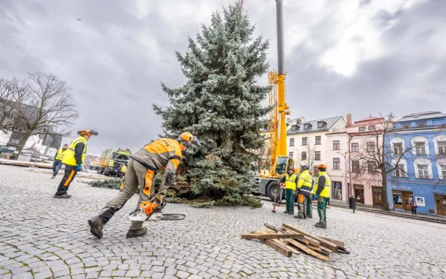 Masarykovo náměstí už zdobí vánoční strom. Dvanáctimetrový smrk dorazil z Telče