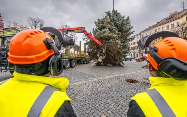 Masarykovo náměstí už zdobí vánoční strom. Dvanáctimetrový smrk dorazil z Telče