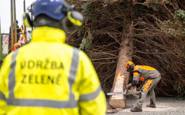 Masarykovo náměstí už zdobí vánoční strom. Dvanáctimetrový smrk dorazil z Telče