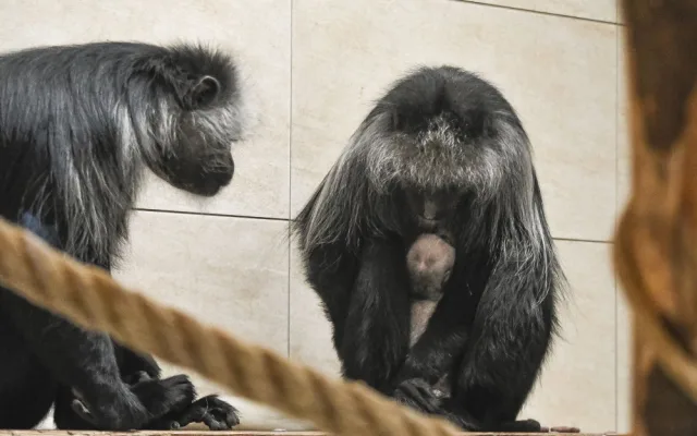 Guarézy běloramenné v jihlavské zoo mají sněhobílé mládě. Foto: Se svolením Zoo Jihlava