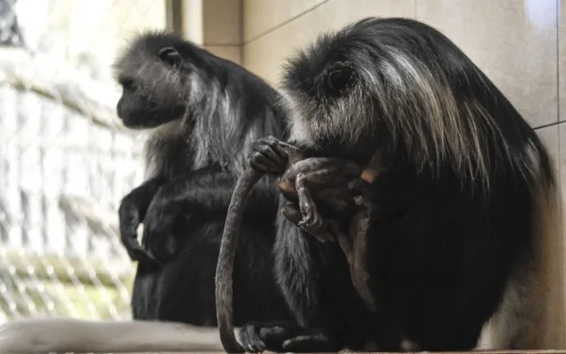 Guarézy běloramenné v jihlavské zoo mají sněhobílé mládě
