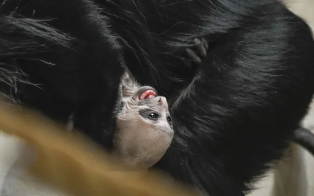 Guarézy běloramenné v jihlavské zoo mají sněhobílé mládě