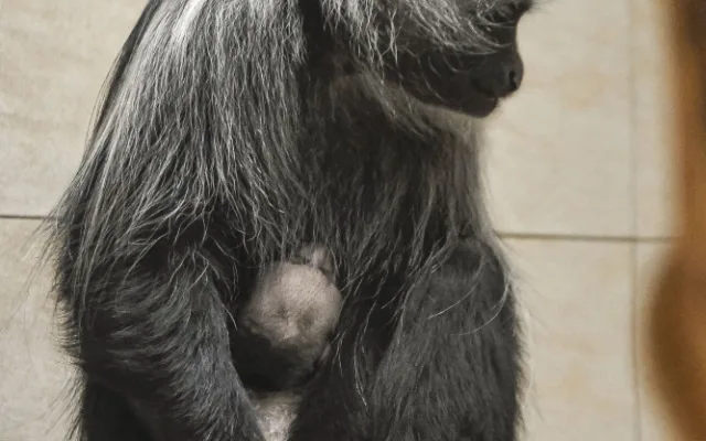 Guarézy běloramenné v jihlavské zoo mají sněhobílé mládě