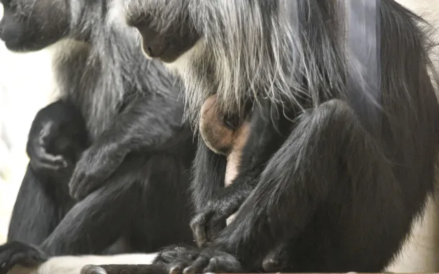 Guarézy běloramenné v jihlavské zoo mají sněhobílé mládě
