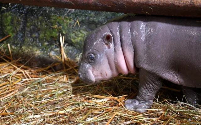 VIDEO: Malá hrošice v jihlavské zoo oslaví měsíc. Chovatelé na chvilku potrápily oděrky na zadních nohách