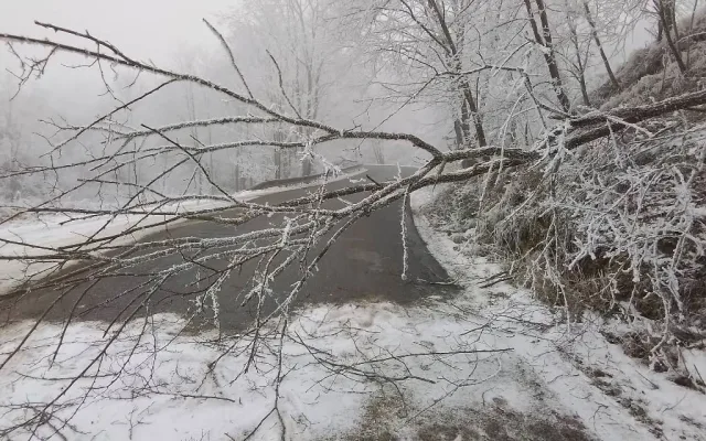 FOTO: Mráz láme větve, hasiči měli přes 30 výjezdů. Na Jihlavsku spadl na projíždějící náklaďák strom
